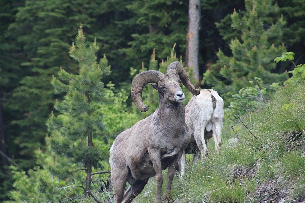 Big Horn sheep seen from a guided tour of Yellowstone