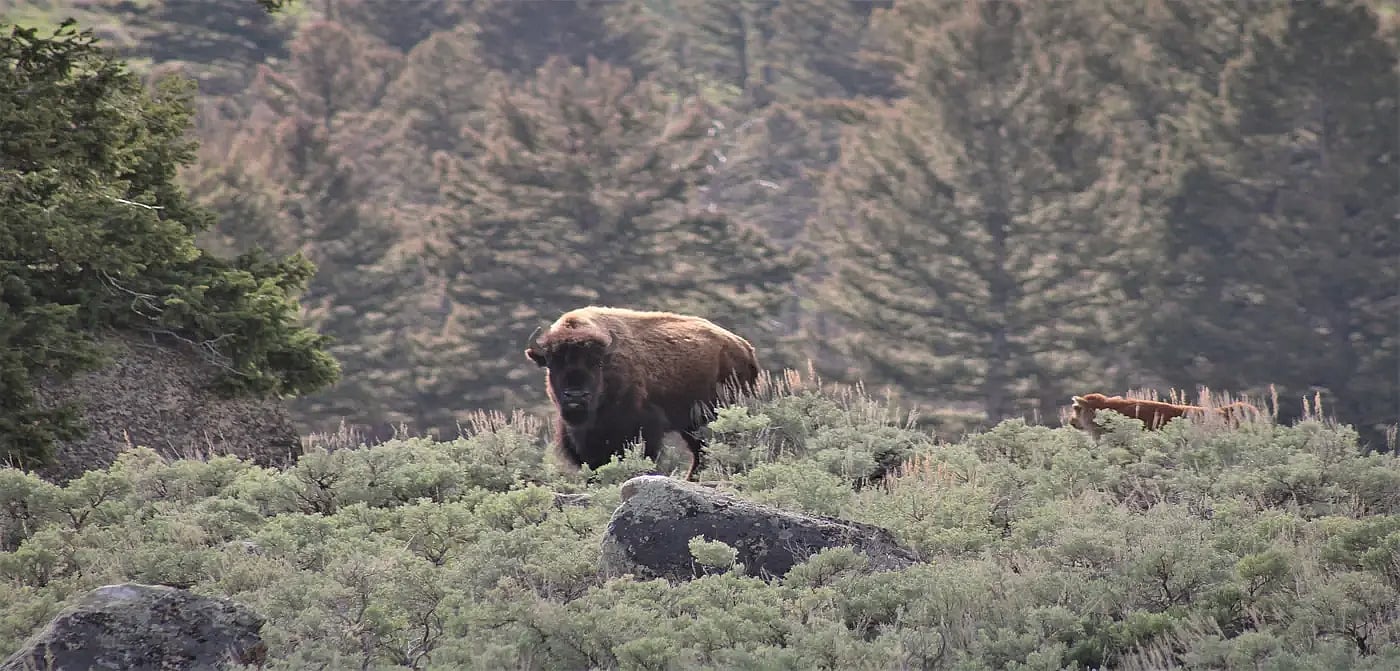 Bison with pup at Yellowstone National Park on a guided tour with Cody Shuttle
