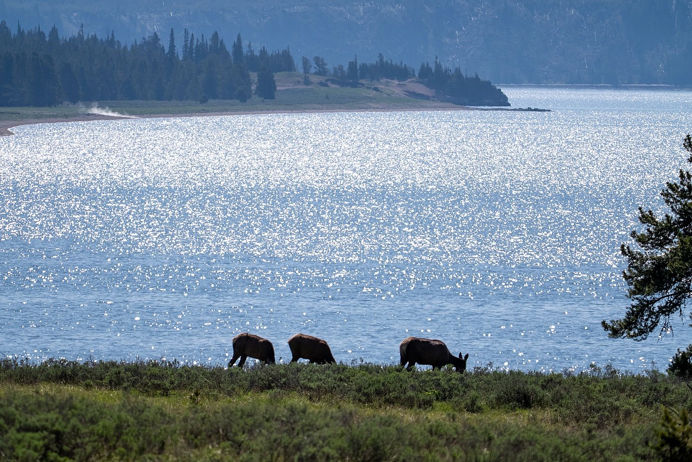 East Loop - Lake Yellowstone - Elk Grazing