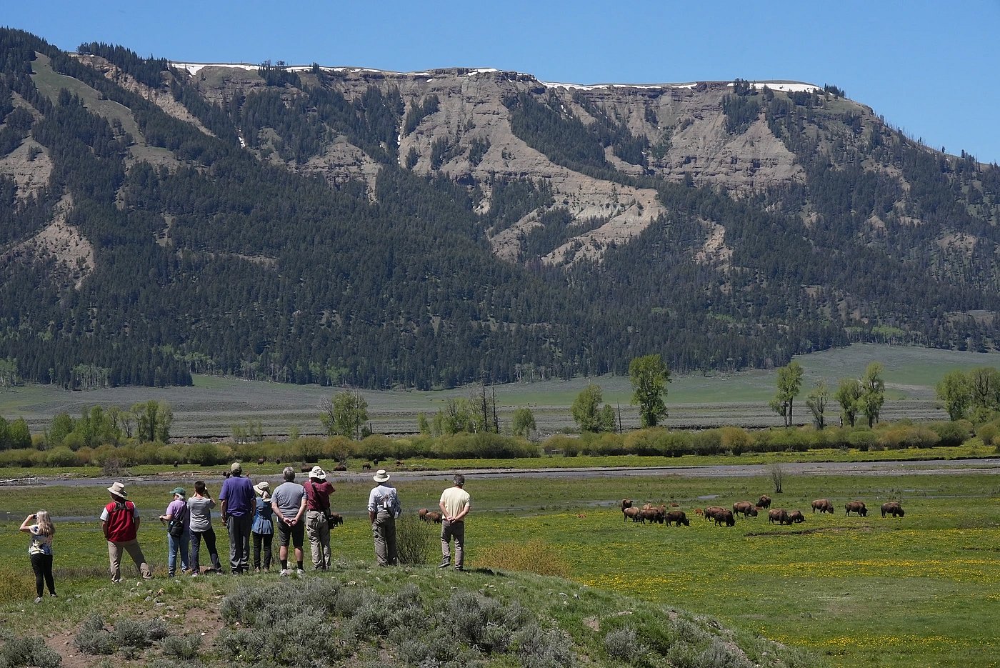 Lamar Valley - Bison Herd - Tourists Viewing 2