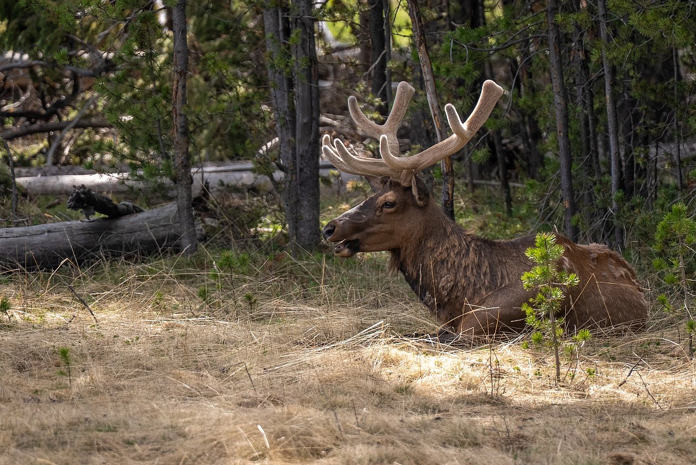 Lower Loop - Fishing Bridge - Elk Velvet Antlers