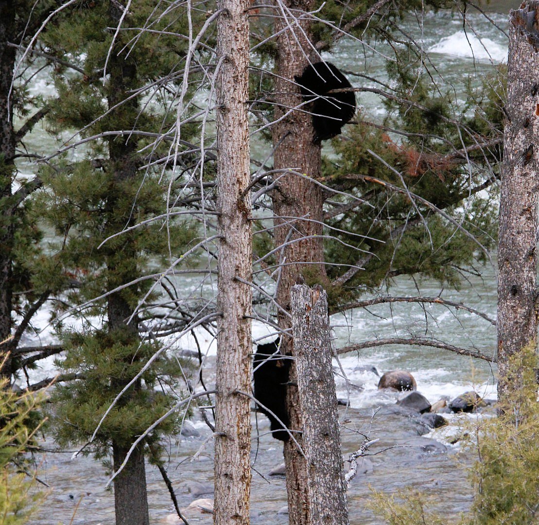 Upper Loop - Dunraven Pass - Baby Black Bears