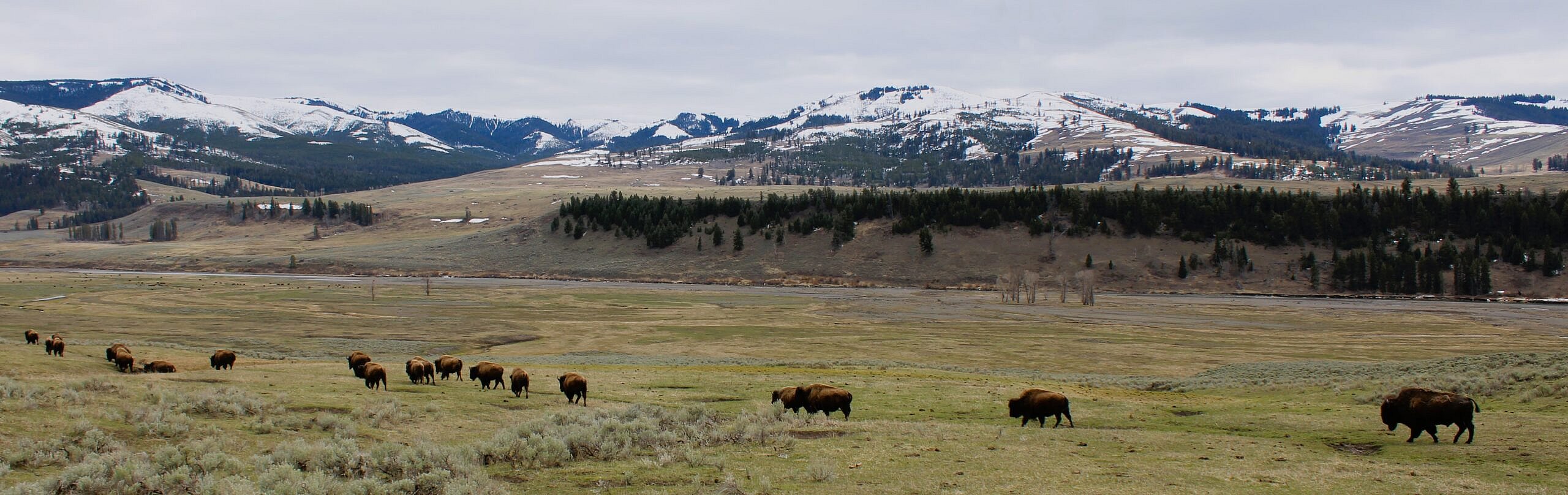 Upper Loop - Lamar Valley - Bison Herd and Scenery