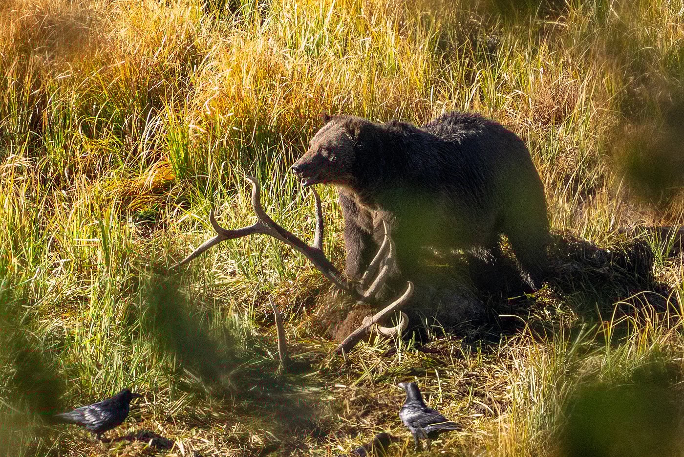 Upper Loop - Lamar Valley - Grizzly on Elk Carcass 2