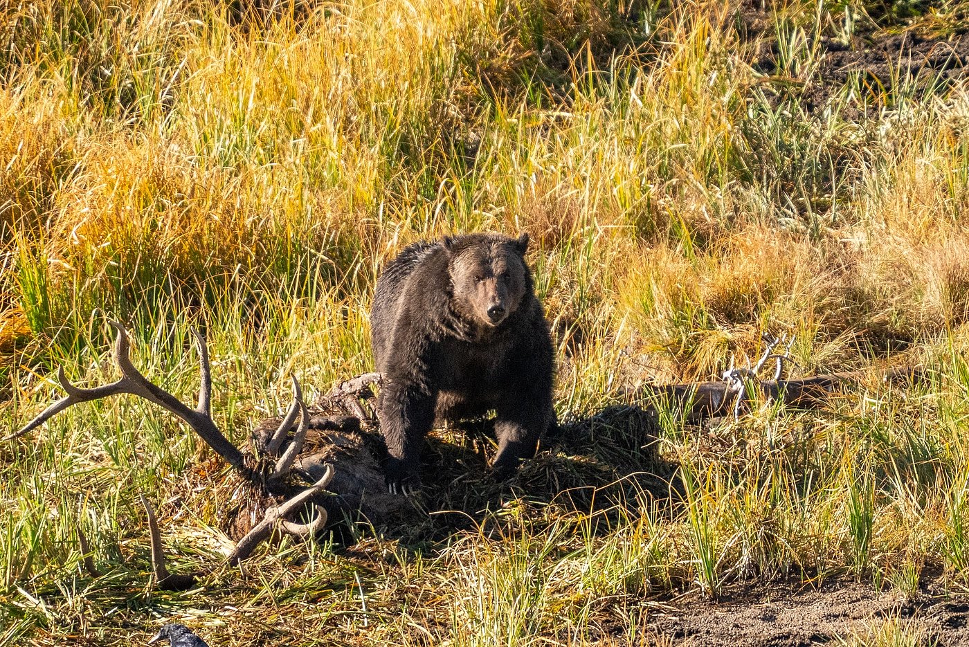 Upper Loop - Lamar Valley - Grizzly on Elk Carcass