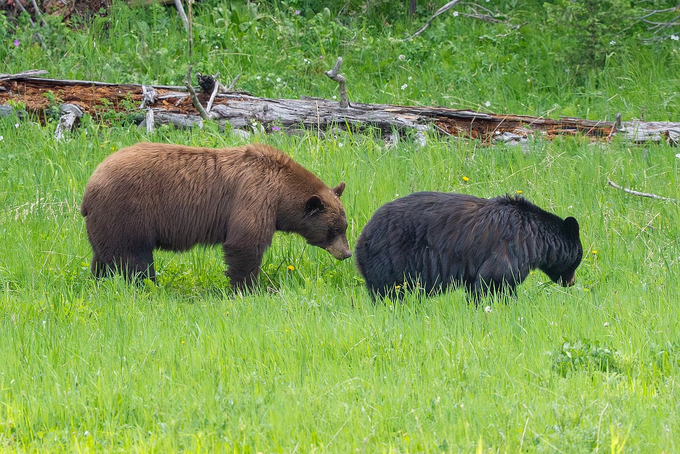 Upper Loop - Mystery Lakes - Black and Cinnamon Black Bears