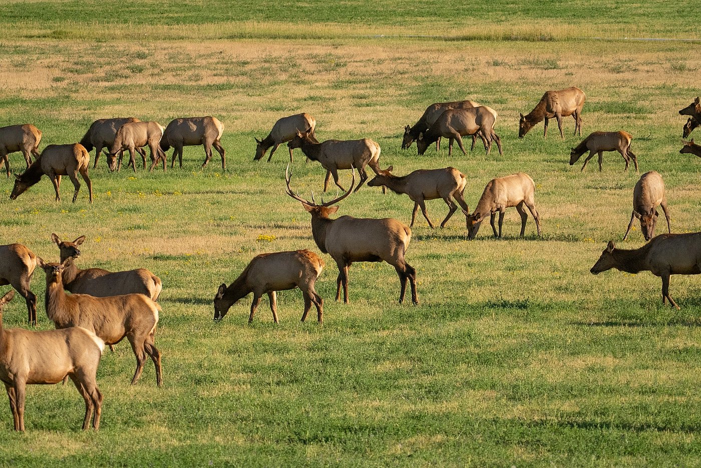 Upper Loop - Northern Range - Bull Elk and Harem