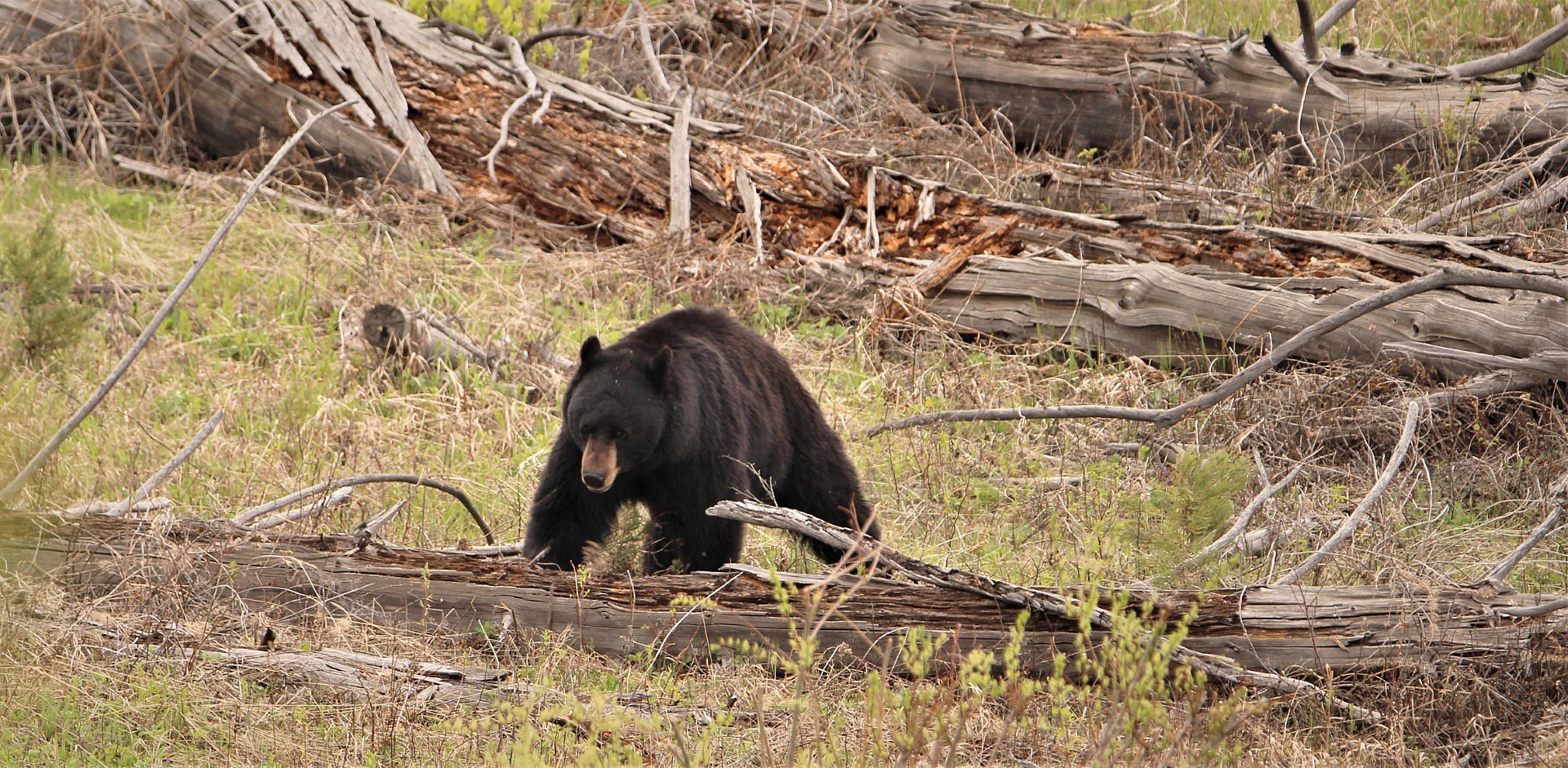 Upper Loop - Petrified Tree - Black Bear
