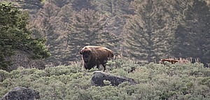 Bison with pup at Yellowstone National Park on a guided tour with Cody Shuttle
