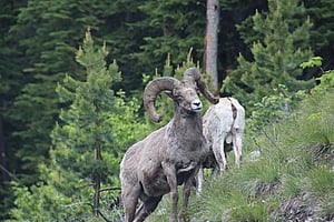 Big Horn sheep seen from a guided tour of Yellowstone
